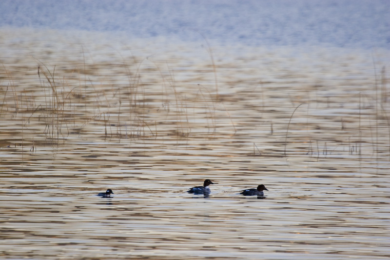 Bufflehead And Common Goldeneyes On Lake Sammamish